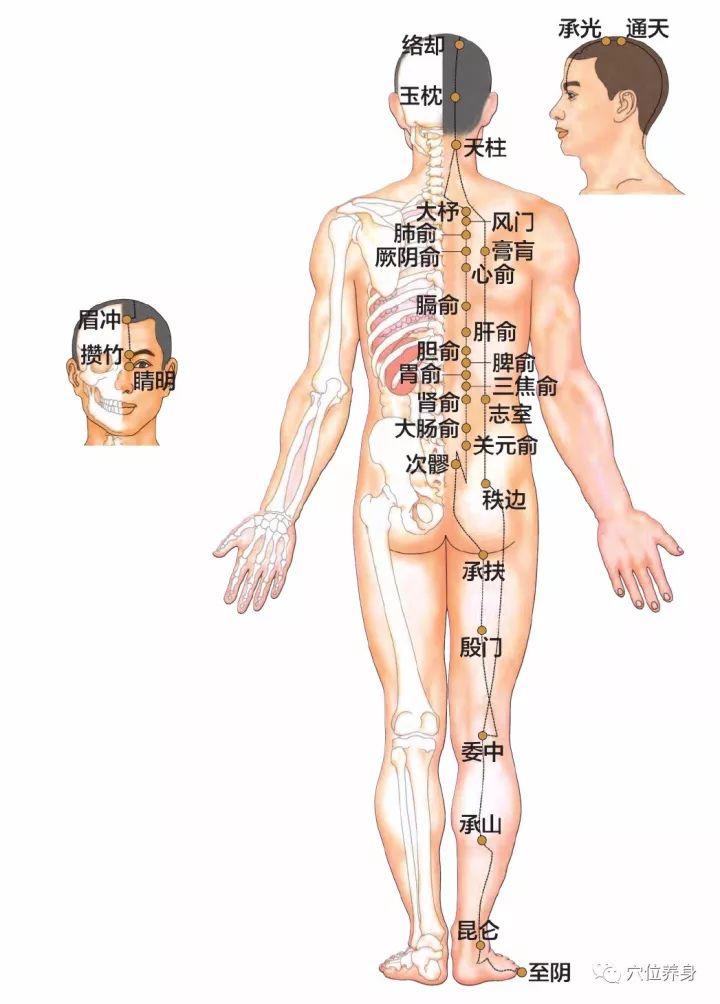 活跃的人体十二经脉图解